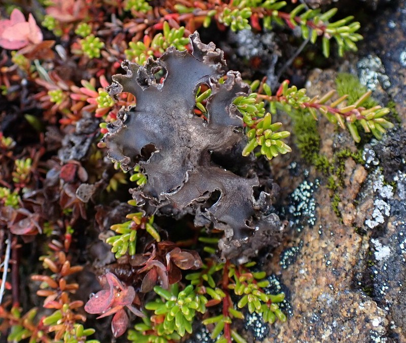 Arctic Spotted Felt Lichen photo 3