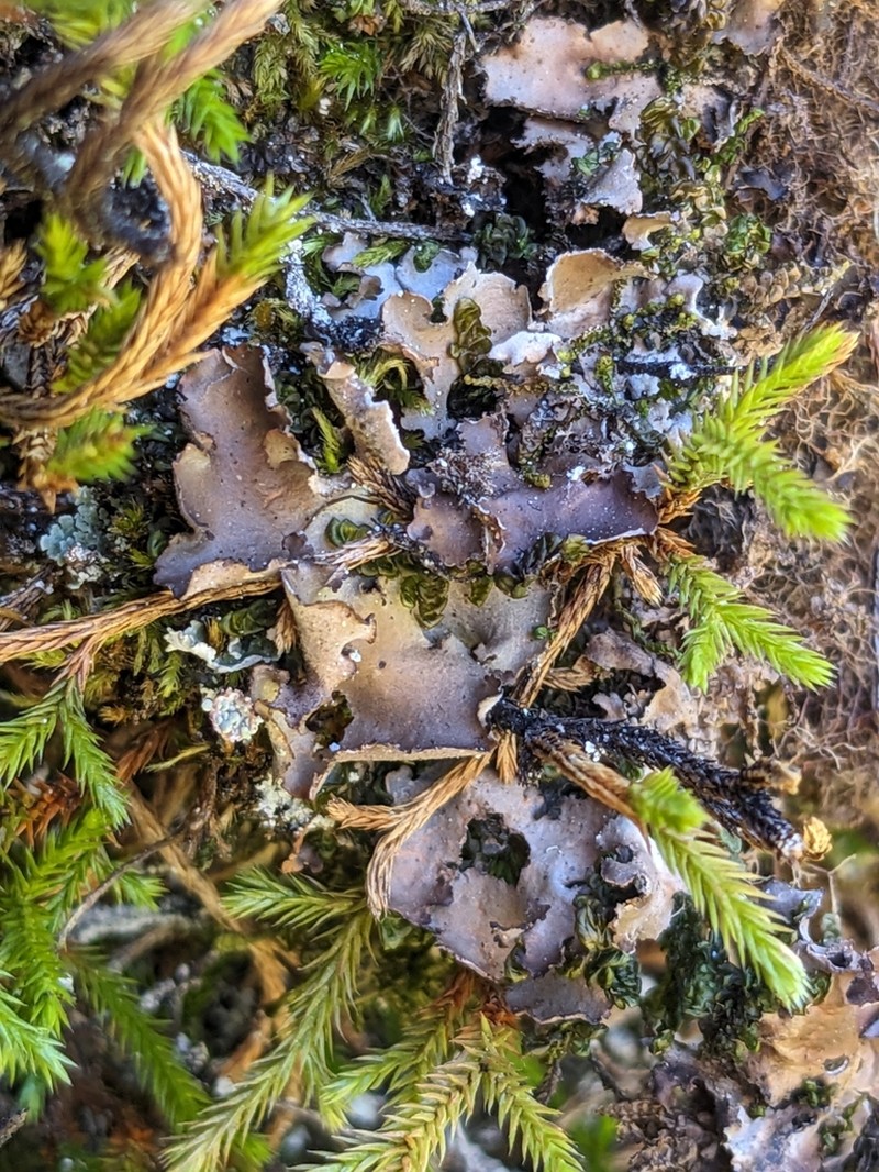 Arctic Spotted Felt Lichen photo 4
