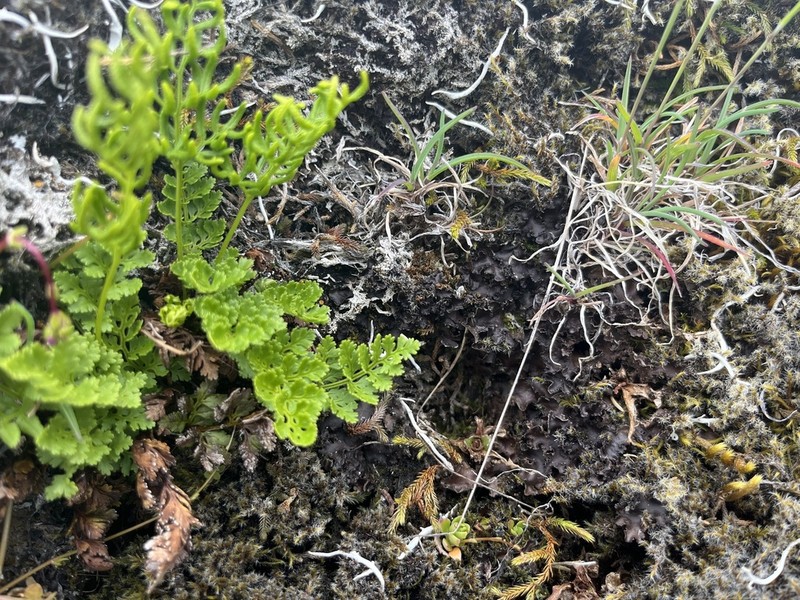 Arctic Spotted Felt Lichen photo 6