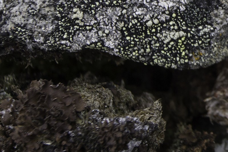 Arctic Spotted Felt Lichen photo 7