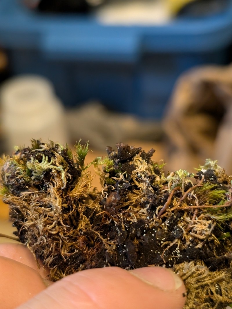 Arctic Spotted Felt Lichen photo 8