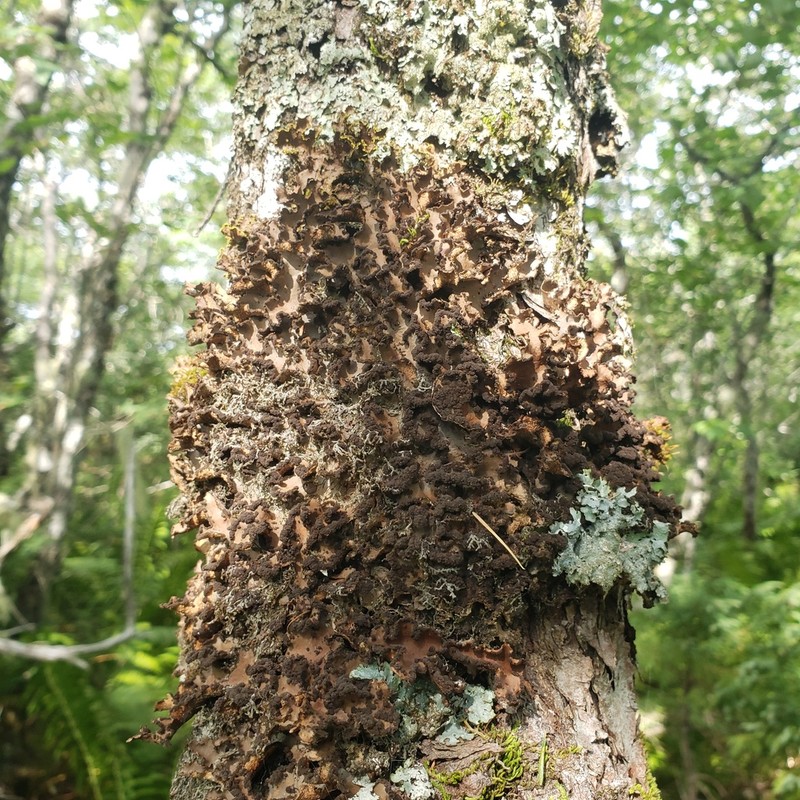 Beauvois' Spotted Felt Lichen
