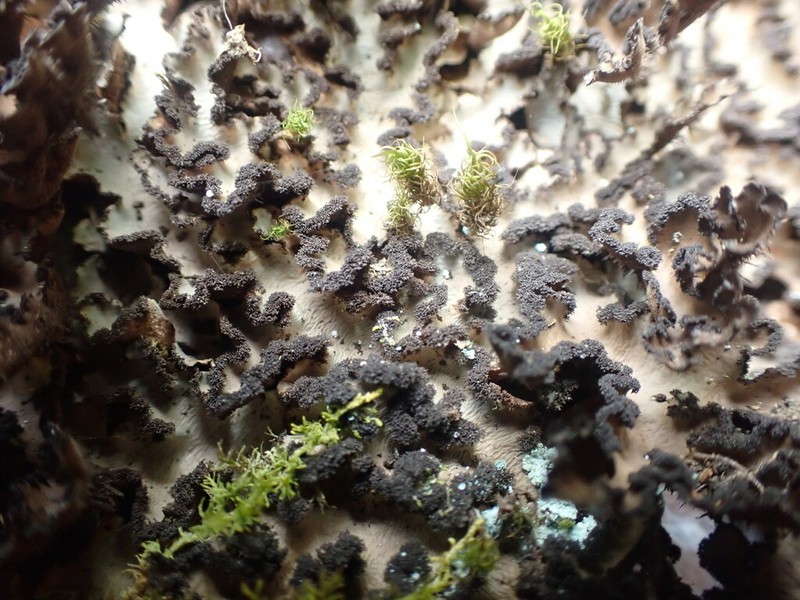 Beauvois' Spotted Felt Lichen photo 2