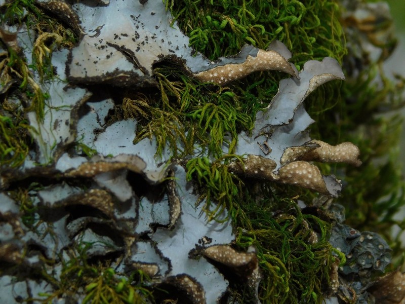 Beauvois' Spotted Felt Lichen photo 3