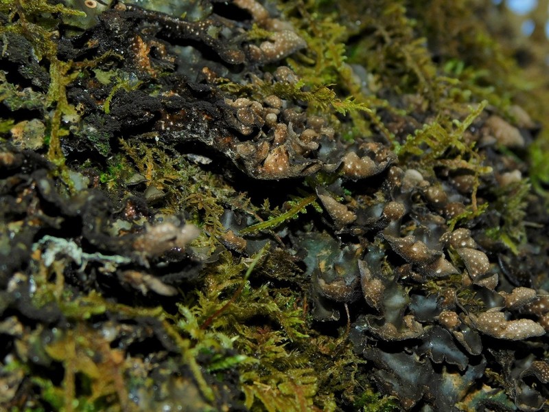 Beauvois' Spotted Felt Lichen photo 4