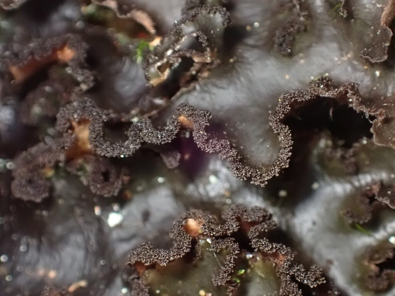 Beauvois' Spotted Felt Lichen photo 5