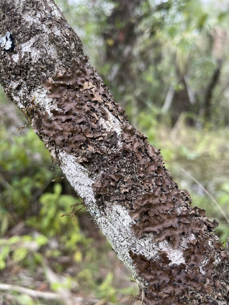 Beauvois' Spotted Felt Lichen photo 6