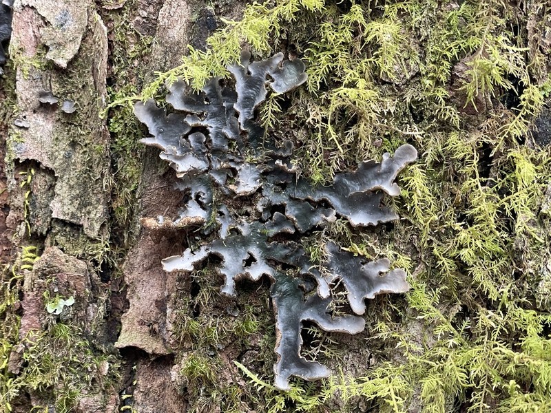 Beauvois' Spotted Felt Lichen photo 7