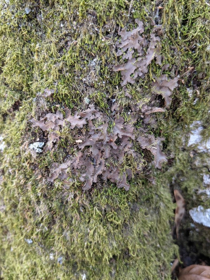 Beauvois' Spotted Felt Lichen photo 8