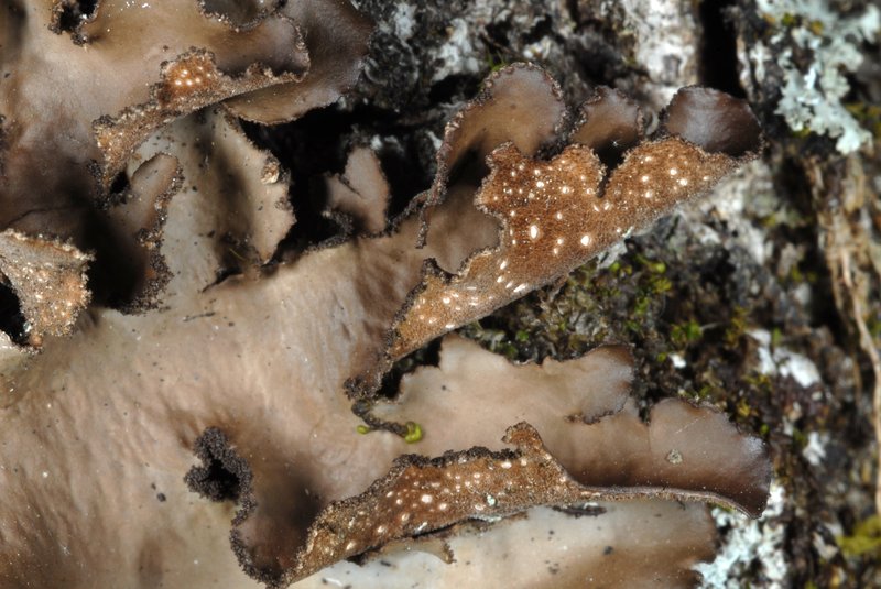 Beauvois' Spotted Felt Lichen
