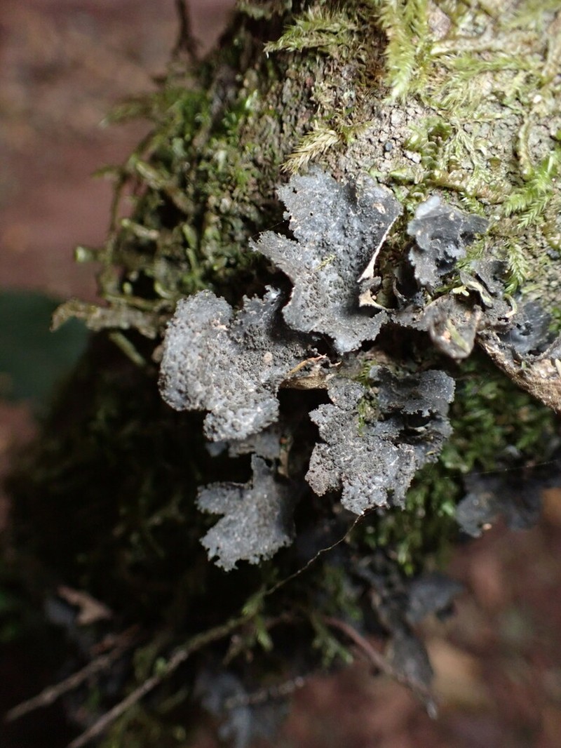 Sticta canariensis photo 2