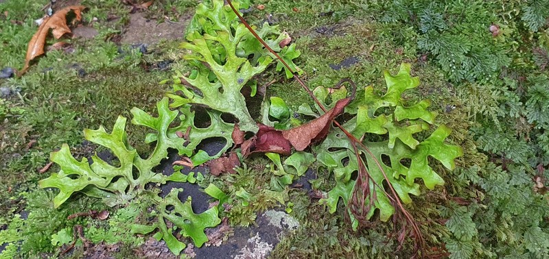 Sticta canariensis photo 3