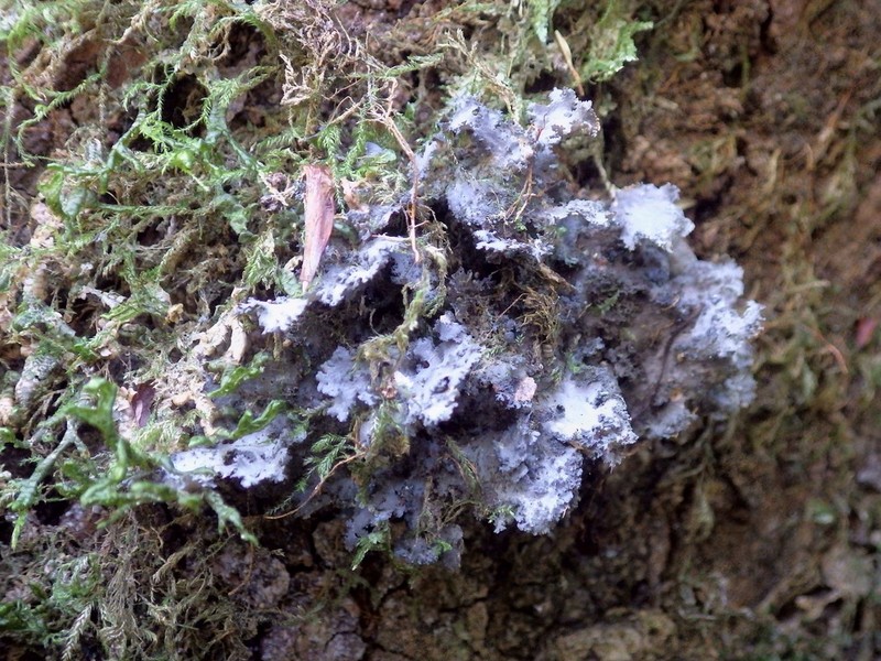 Sticta canariensis photo 4
