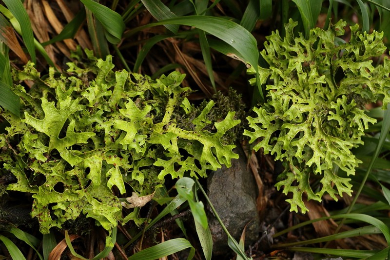 Sticta canariensis photo 5
