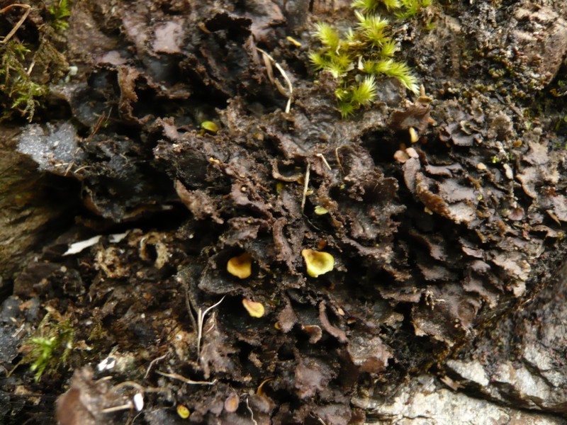 Sticta canariensis photo 6