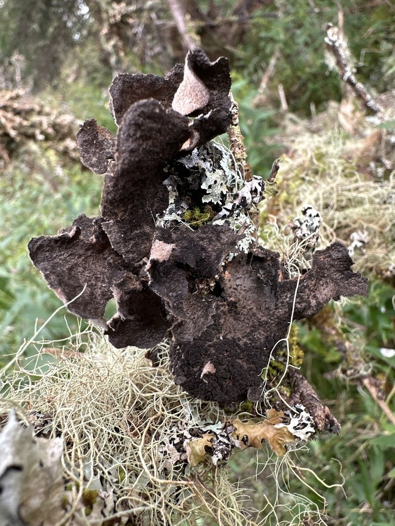 Spotted Felt Lichen