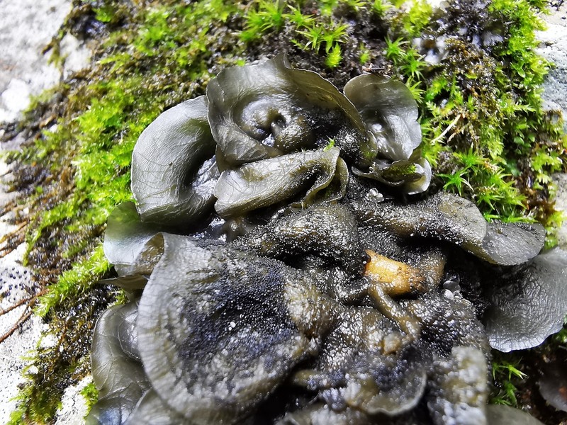 Spotted Felt Lichen photo 2