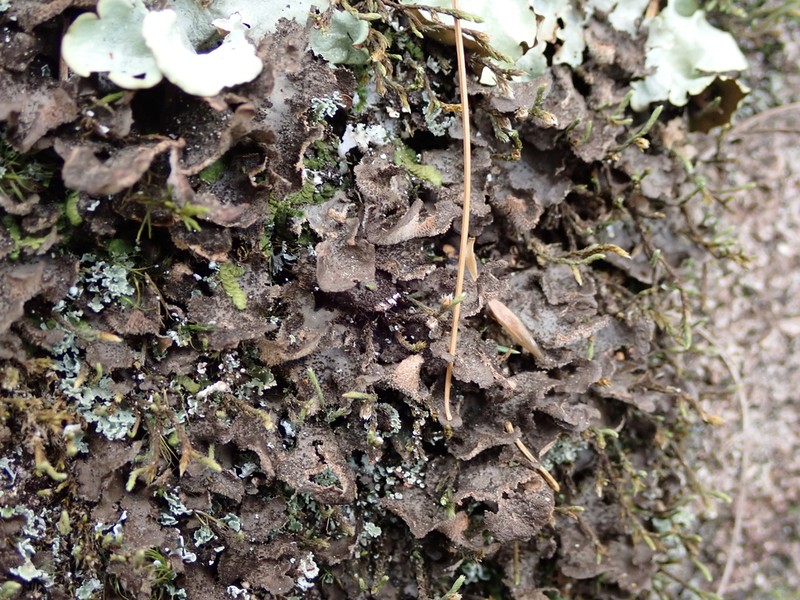 Spotted Felt Lichen photo 3