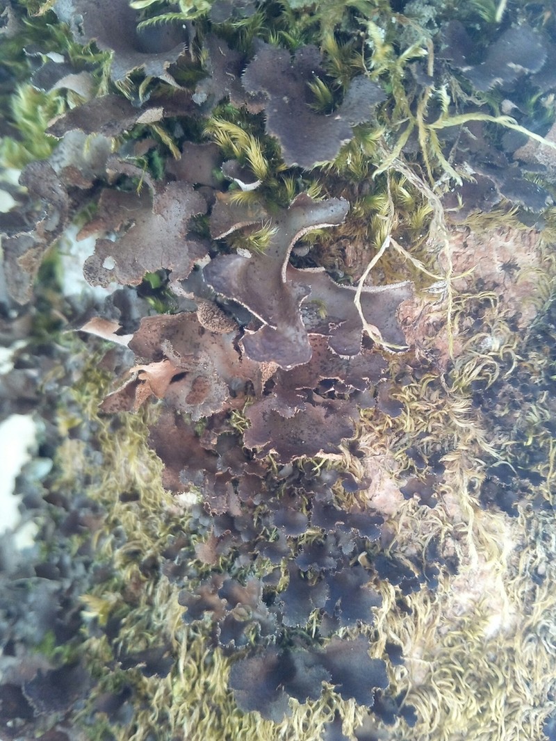 Spotted Felt Lichen photo 4