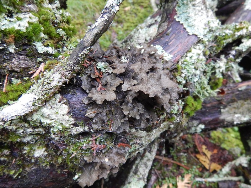 Spotted Felt Lichen photo 5