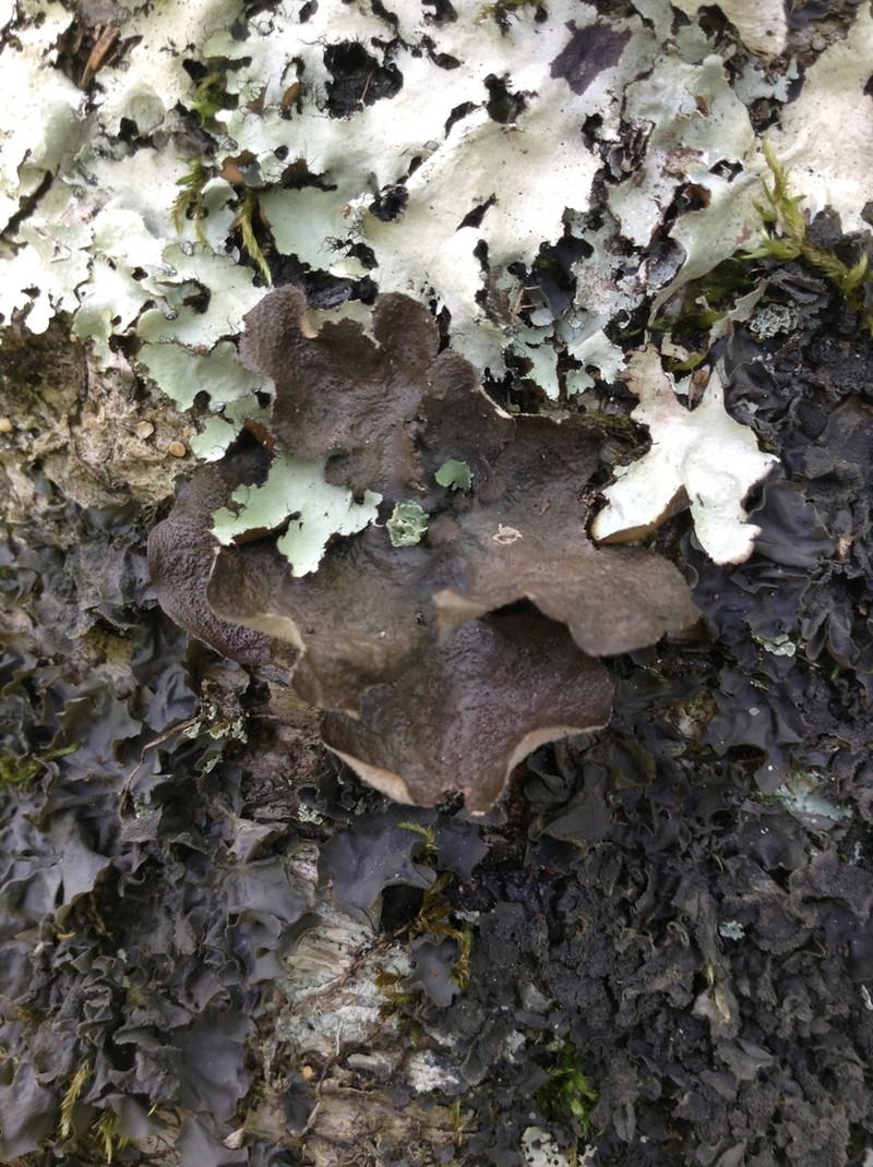 Spotted Felt Lichen photo 6
