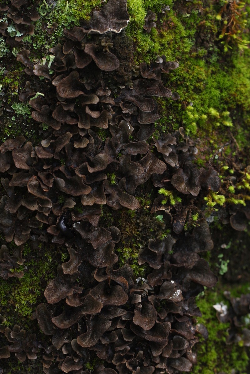Spotted Felt Lichen photo 7