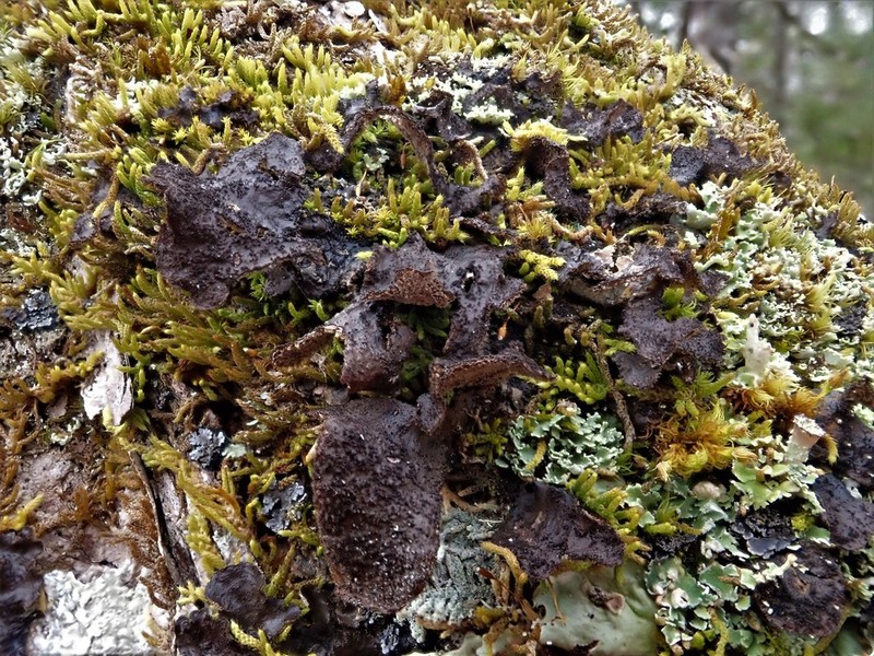 Spotted Felt Lichen photo 8