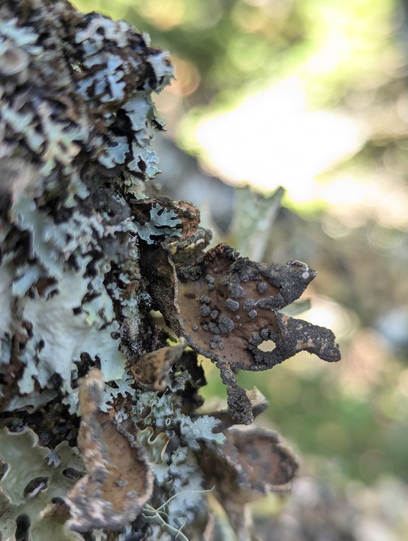 Spotted Felt Lichen