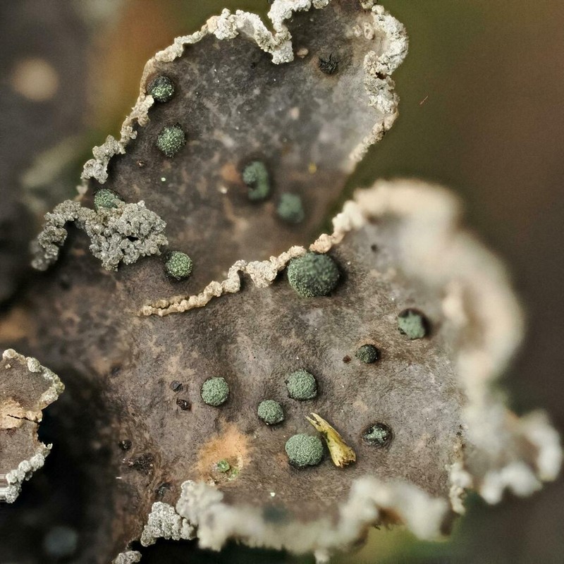 Spotted Felt Lichen photo 2