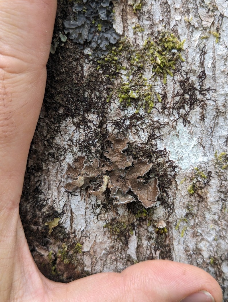 Spotted Felt Lichen photo 3