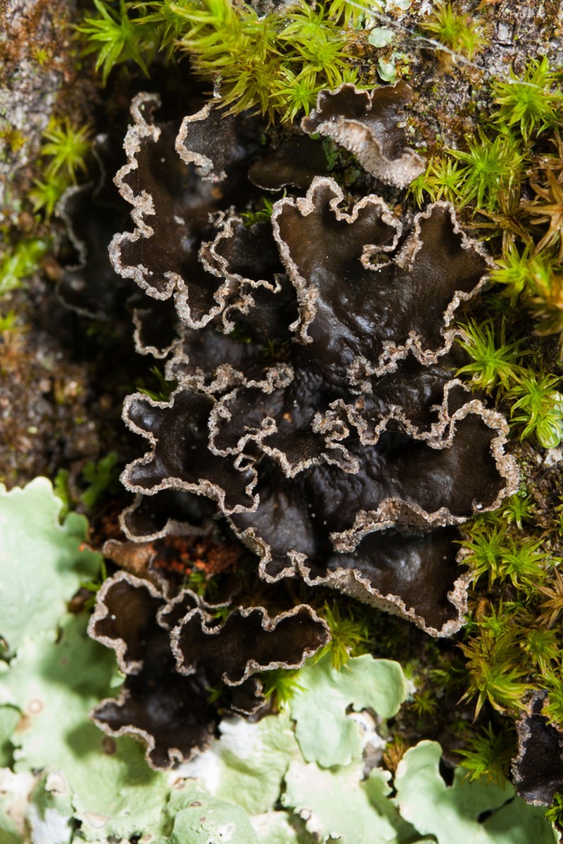 Spotted Felt Lichen photo 4