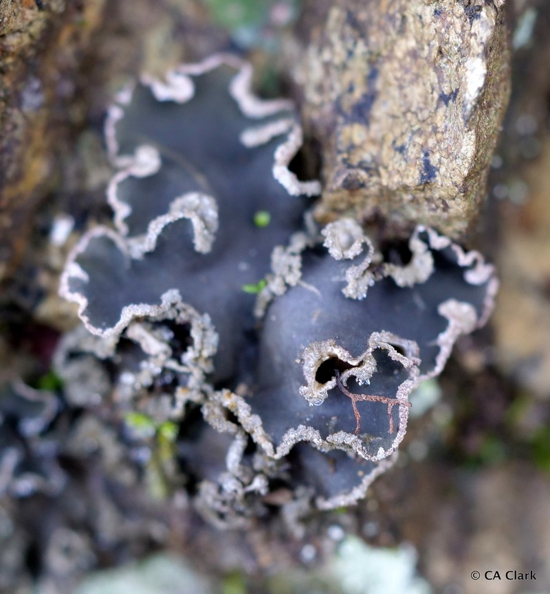 Spotted Felt Lichen photo 5