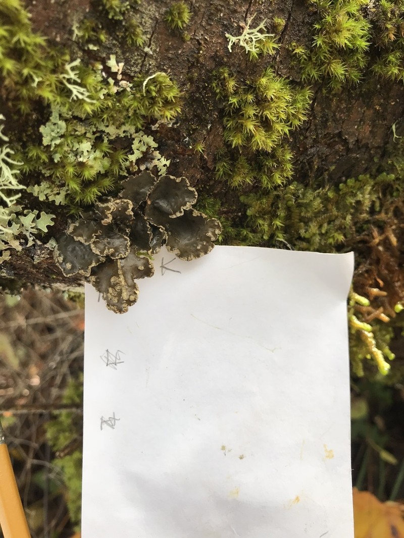Spotted Felt Lichen photo 6