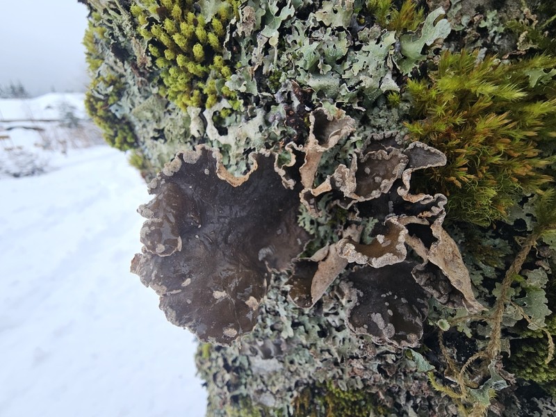 Spotted Felt Lichen photo 7