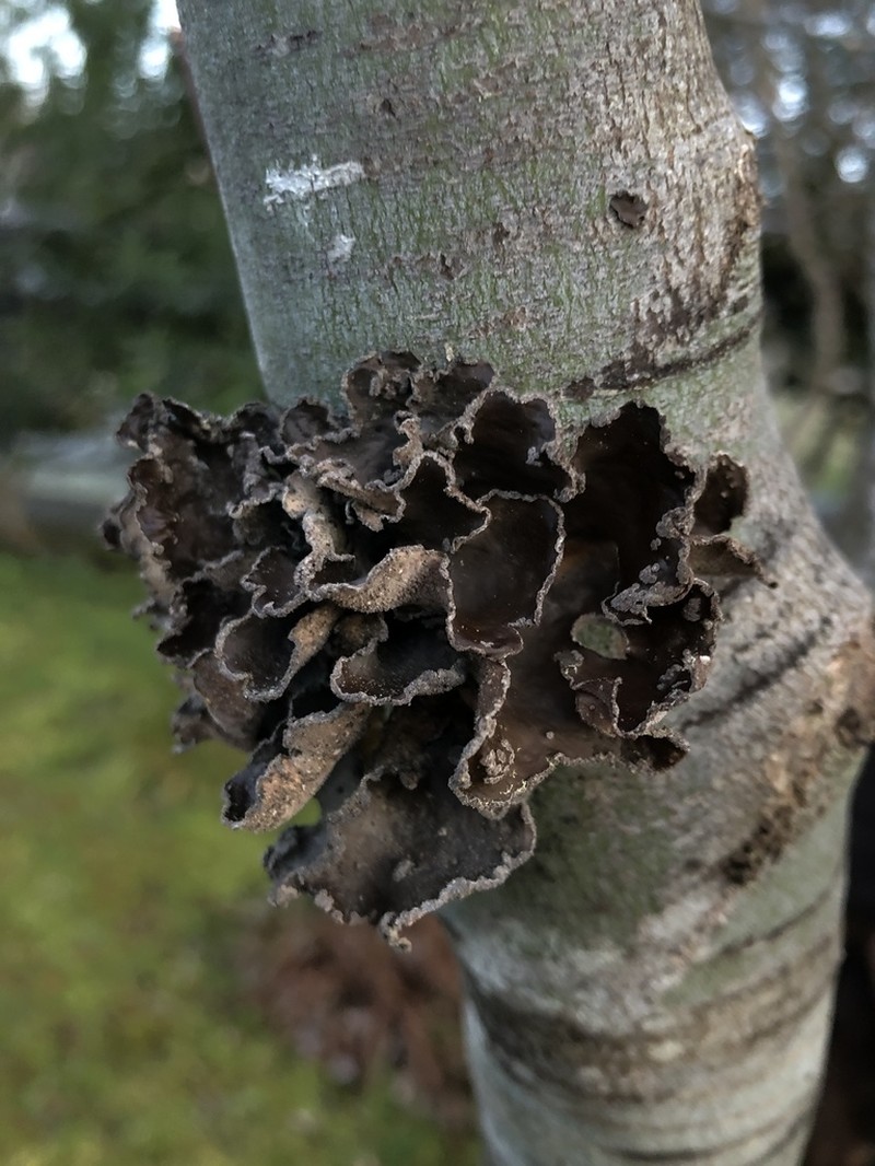 Spotted Felt Lichen photo 8
