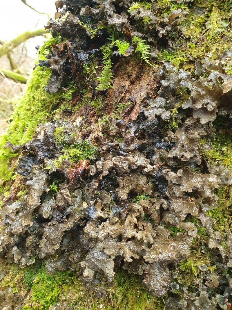 Spotted Felt Lichen