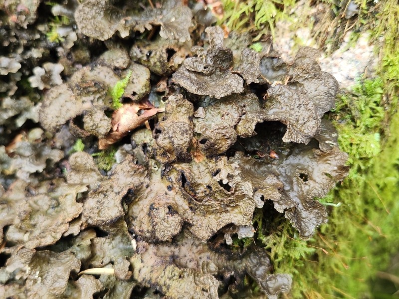 Spotted Felt Lichen photo 2