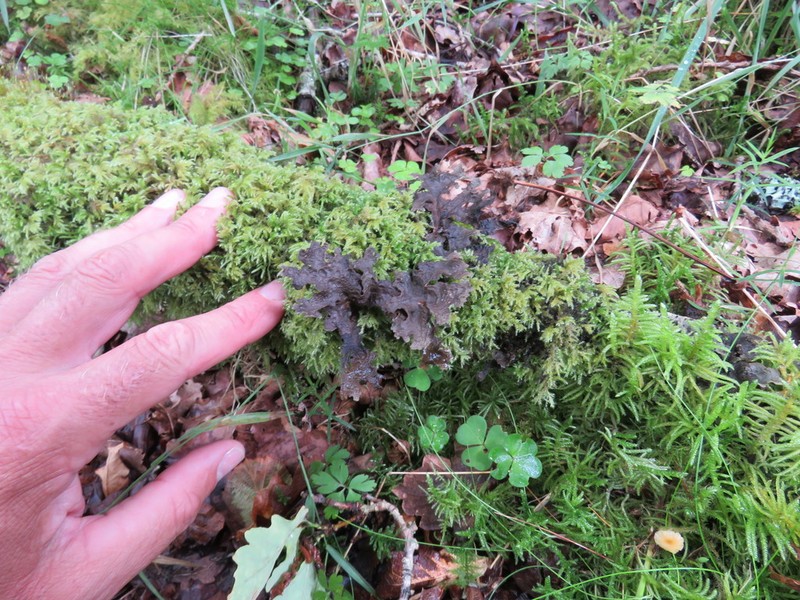 Spotted Felt Lichen photo 3