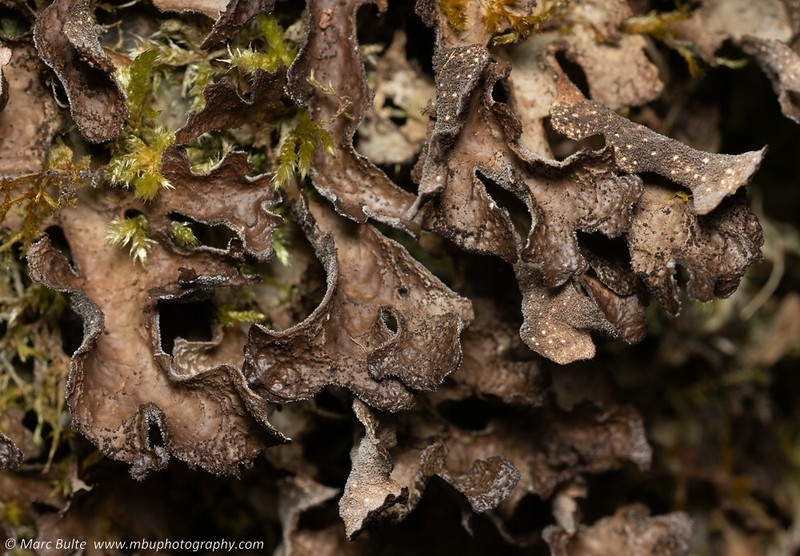 Spotted Felt Lichen photo 4