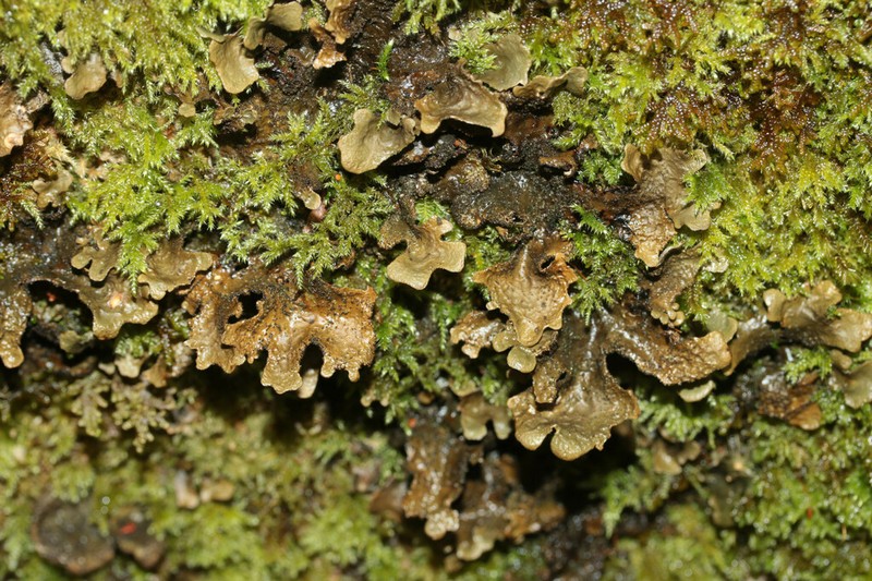 Spotted Felt Lichen photo 5