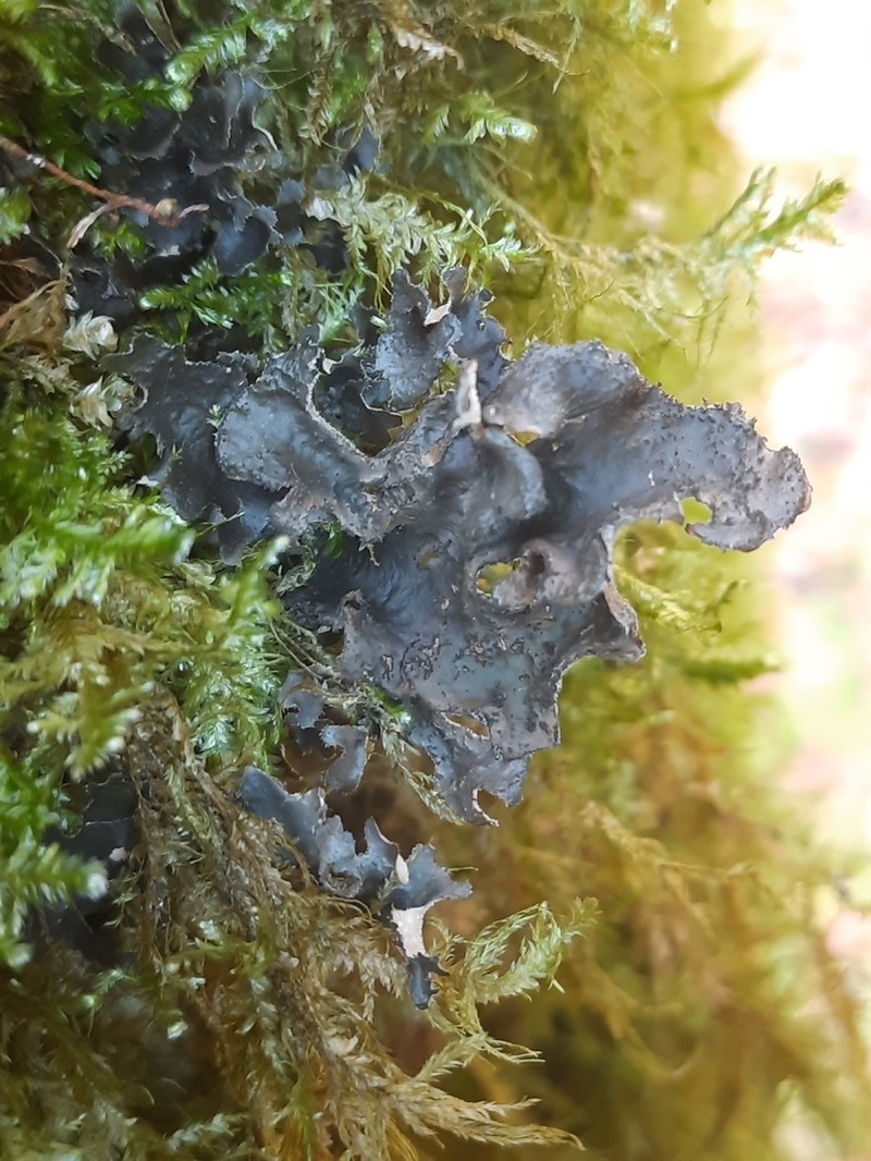 Spotted Felt Lichen photo 6