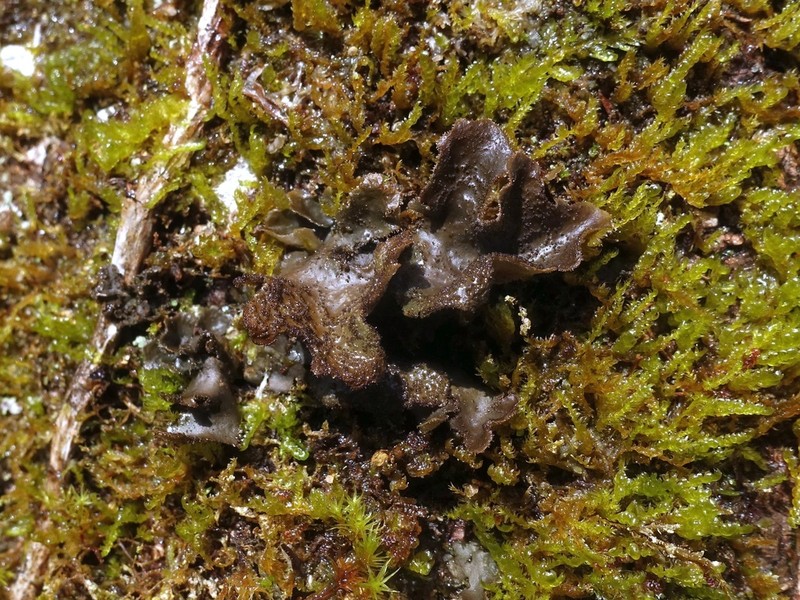 Spotted Felt Lichen photo 7