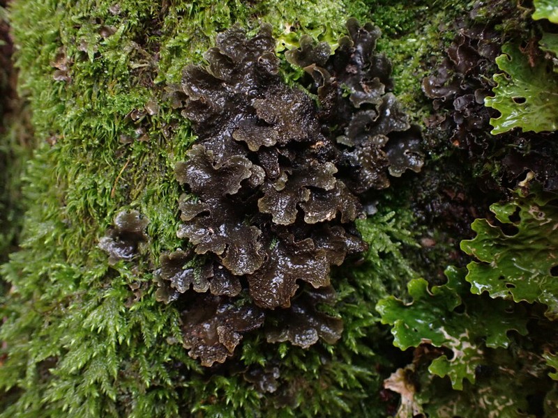 Spotted Felt Lichen photo 8
