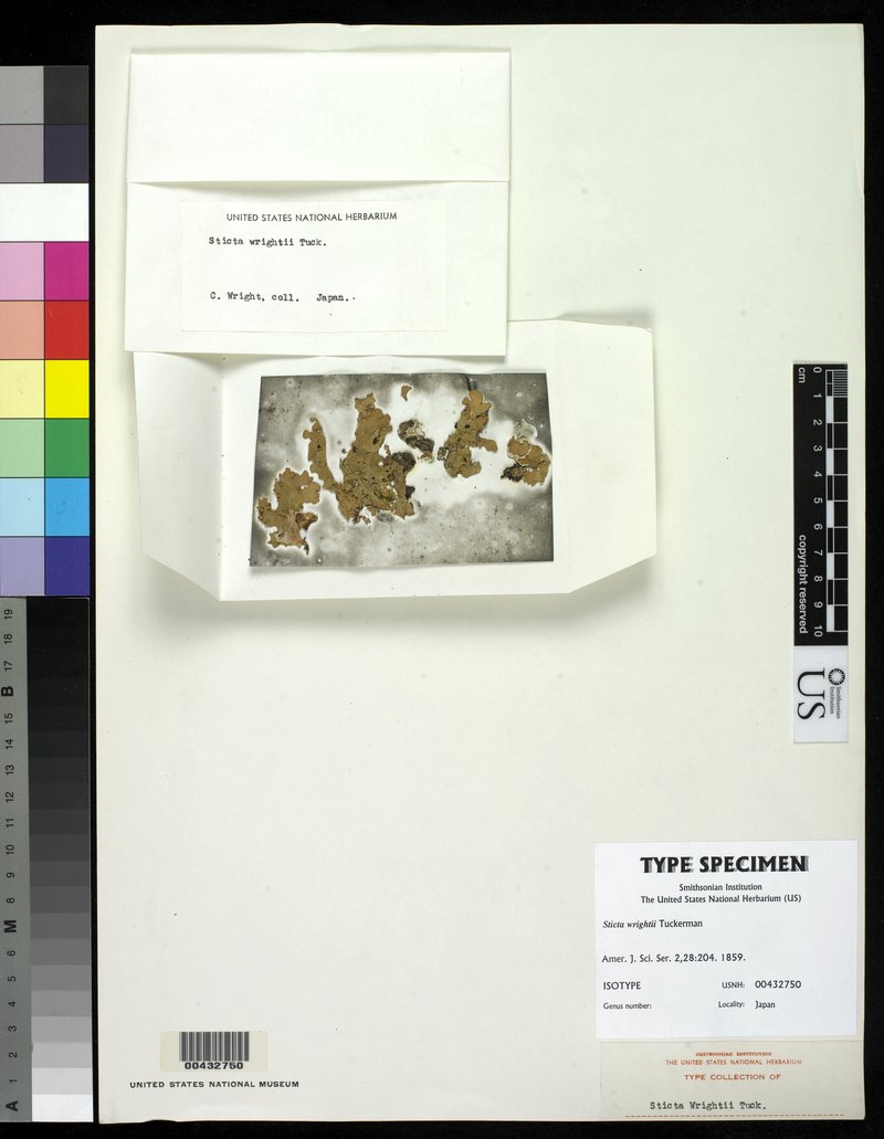 Wright's Spotted Felt Lichen