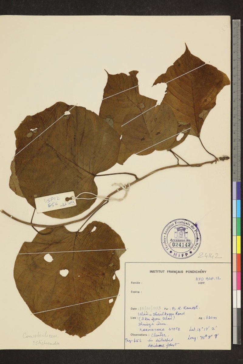 Stictocardia tiliifolia subsp. tiliifolia