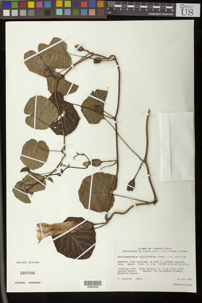 Stictocardia tiliifolia subsp. tiliifolia photo 2