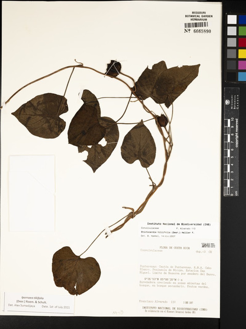 Stictocardia tiliifolia subsp. tiliifolia photo 3