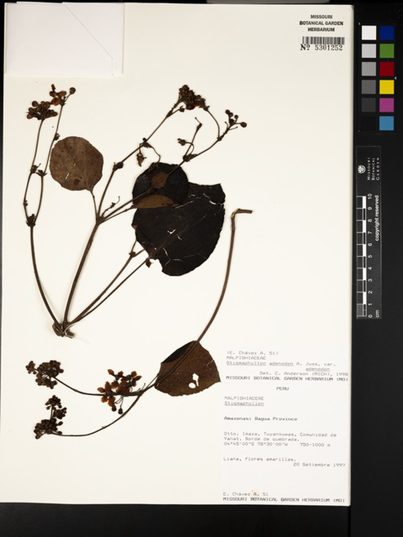 Stigmaphyllon adenodon var. adenodon
