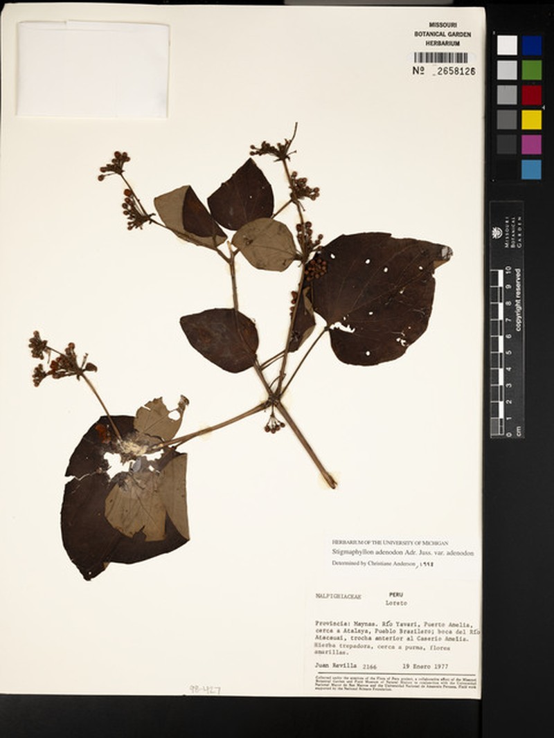 Stigmaphyllon adenodon var. adenodon photo 3