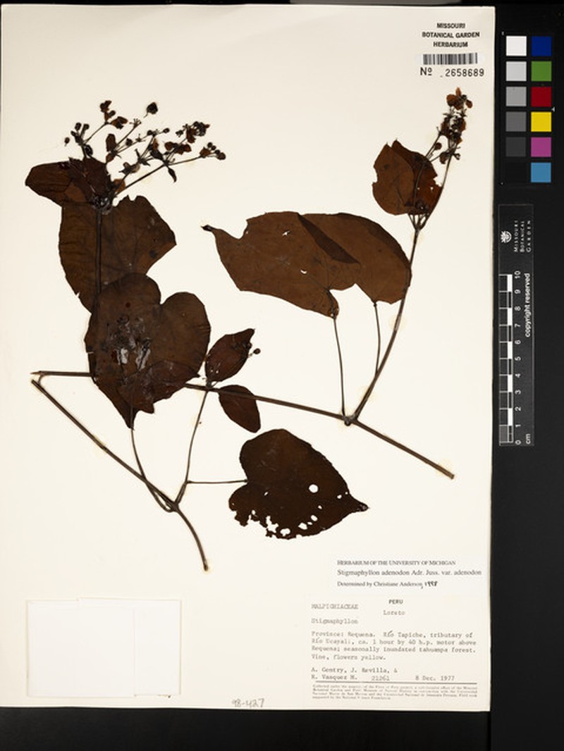 Stigmaphyllon adenodon var. adenodon photo 4